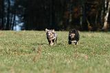 BERGER AUSTRALIEN PUPPIES 698